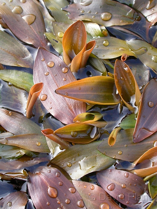 Bog pondweed - A.jpg - Bog pondweed - Dorset